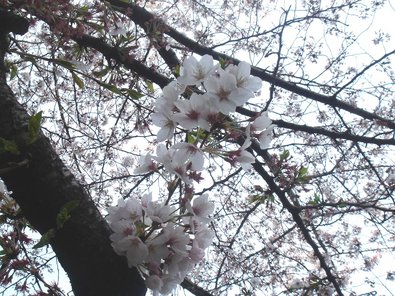 zenpukuji2010.jpg